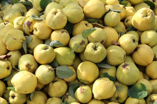 Şimdi tam mevsimi! Ayvanın faydalarına şaşırcaksınız - Resim: 4