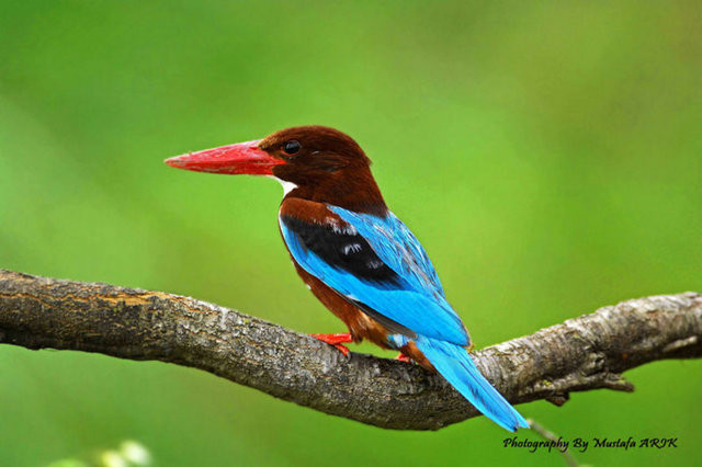 Kuş cenneti cehenneme döndü - Resim: 4