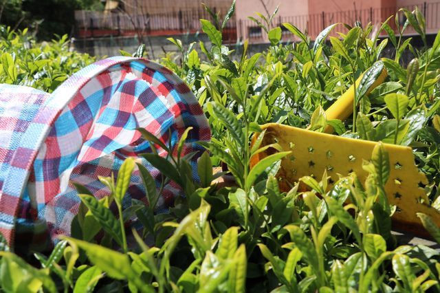 Rize'de üretimi her geçen yıl azalıyor bu çayın kilosu 4 liradan satılıyor - Resim: 1