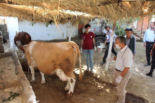 Adıyaman'da ortaya çıkan 3 gün hastalığı hayatlarını mahvetti - Resim: 3