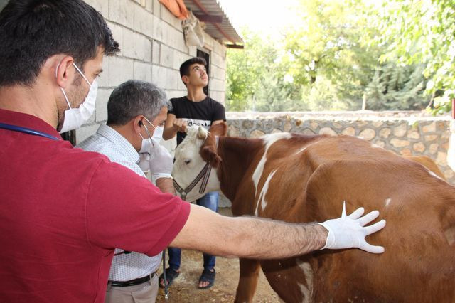 Adıyaman'da ortaya çıkan 3 gün hastalığı hayatlarını mahvetti - Resim: 2