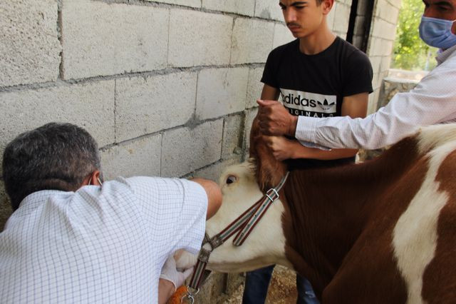 Adıyaman'da ortaya çıkan 3 gün hastalığı hayatlarını mahvetti - Resim: 1