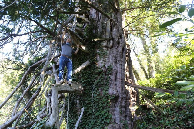 Türkiye’nin en geniş çaplısı Artvin’de tescillendi! 2 bin yaşında - Resim: 1