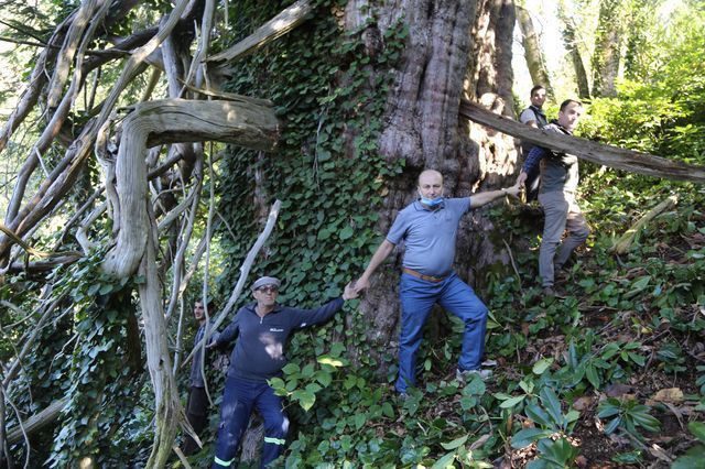 Türkiye’nin en geniş çaplısı Artvin’de tescillendi! 2 bin yaşında - Resim: 4