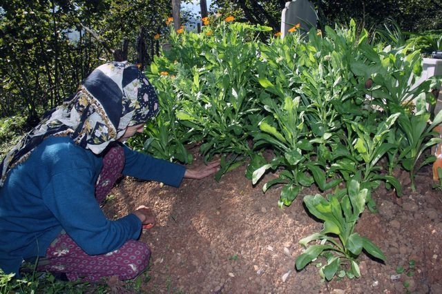 Giresun'da İkranur ölmeseydi 2. sınıfa başlayacaktı! Ölümüyle ilgili sır perdesi aralanamadı - Resim: 1