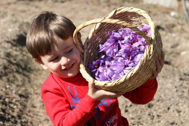 Karabük'te dünyanın en pahalı baharatın hasadı başladı! Fiyatını duyanlar kulaklarına inanamadı - Resim: 1