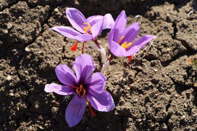 Karabük'te dünyanın en pahalı baharatın hasadı başladı! Fiyatını duyanlar kulaklarına inanamadı - Resim: 2
