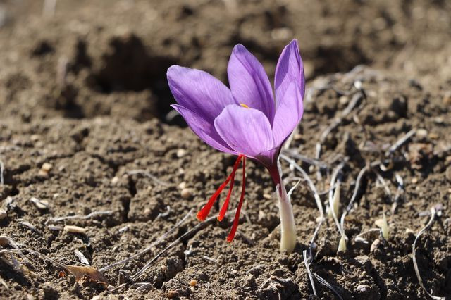 Karabük'te dünyanın en pahalı baharatın hasadı başladı! Fiyatını duyanlar kulaklarına inanamadı - Resim: 3