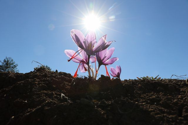 Karabük'te dünyanın en pahalı baharatın hasadı başladı! Fiyatını duyanlar kulaklarına inanamadı - Resim: 4