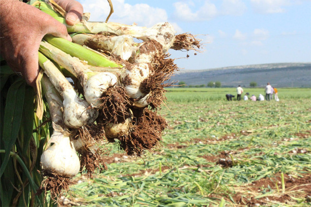 Sarımsak fiyatı herkesi şoke edecek! Taşköprü üretemedi fiyat fırladı - Resim: 0
