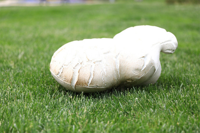 Hiç tombak mantarı gördünüz mü? 7 kilodan fazla yaylada bulundu - Resim: 0