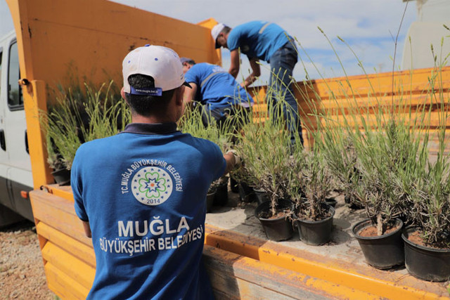 Muğlalı çiftçiye alım garantili “süs bitkisi” desteği - Resim: 0