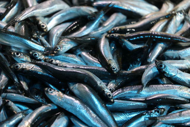 Havalar soğudu balıktan iyi haber geldi! Hamsi 10 liraya indi bolluk var - Resim: 0