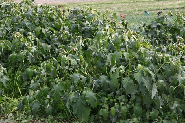 Zehirli ıspanağın nedeni belli oldu Sağlık Bakanlığı'ndan yeni açıklama - Resim: 2
