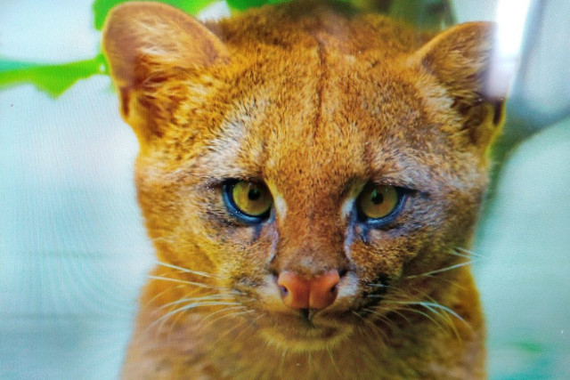 Arjantin'de eve getirdiği kedi yavruları puma çıktı - Resim: 1