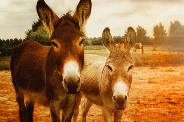 Türkiye Sudan'dan at, eşek ve katır eti ithal edecek! Tepki yağıyor - Resim: 0