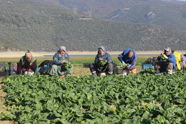 Bursa'da vatandaşlar kuruyan gölü fırsata çevirdi! Geçim kaynakları oldu - Resim: 2