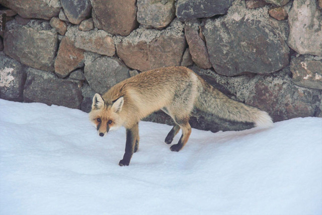 Tunceli'de çetin kışta aç kalan tilkinin yiyecek arayışı görüntülendi - Resim: 0