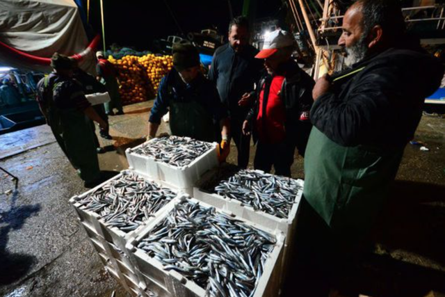 Karadeniz'de hamsi bolluğu! Bu sene deniz doldu taştı - Resim: 0