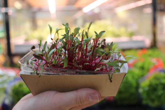 Bu sebzeler toprakta değil rafta yetişiyor! Suya ihtiyacı çok az - Resim: 0