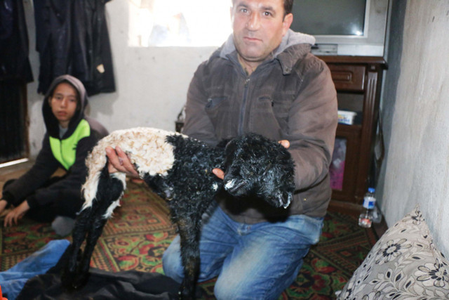 Adıyaman'da çift başlı kuzu dünyaya geldi görenler gözlerine inanamadı - Resim: 2