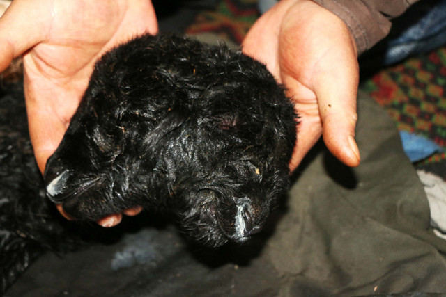 Adıyaman'da çift başlı kuzu dünyaya geldi görenler gözlerine inanamadı - Resim: 1