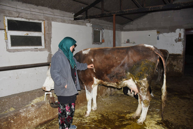 Aksaray'da telef olan 23 ineğin sahibi kadın: Sütünü satarak çocuklarımı okutuyordum - Resim: 1