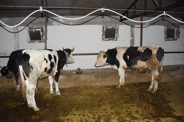 Aksaray'da telef olan 23 ineğin sahibi kadın: Sütünü satarak çocuklarımı okutuyordum - Resim: 2