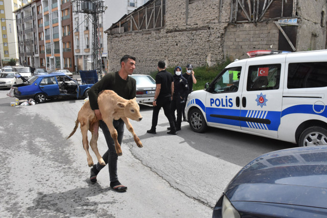Sivas'ta kazaya karışan otomobilin bagajından çıkan buzağı şaşırttı - Resim: 1