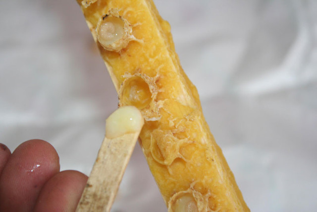 Kilosu 10 bin liranın altında olan arı sütü sahte arı sütüdür - Resim: 0