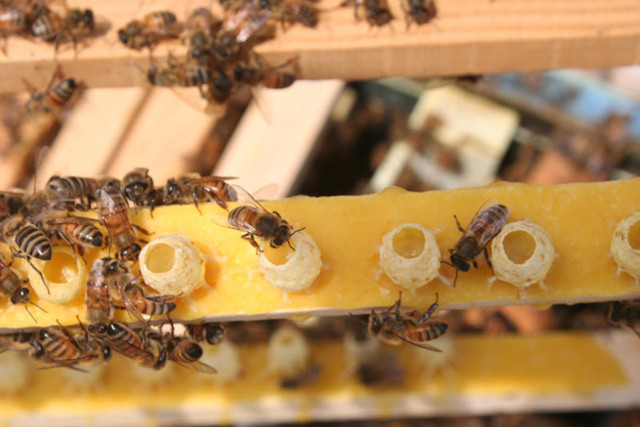 Kilosu 10 bin liranın altında olan arı sütü sahte arı sütüdür - Resim: 1