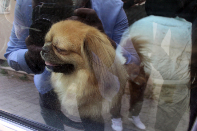 Bolu'da kendisi arkadaşında kalıp köpeğini arabada bırakınca olanlar oldu - Resim: 0