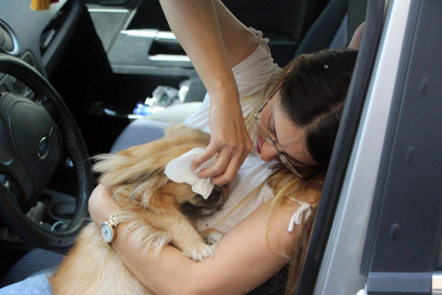 Bolu'da kendisi arkadaşında kalıp köpeğini arabada bırakınca olanlar oldu - Resim: 1