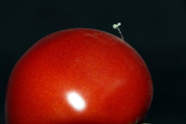 Udumbara çiçeği nedir nerede yetişir efsanesi çok başkaymış! - Resim: 1