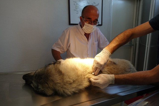 Kırklareli'nde sokak hayvanlarına mikroçip takılıyor kayıt altında olacaklar - Resim: 1