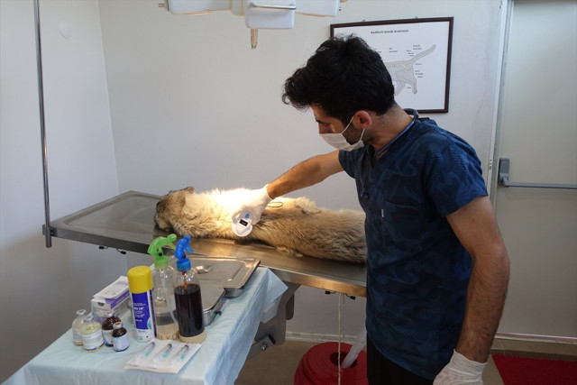 Kırklareli'nde sokak hayvanlarına mikroçip takılıyor kayıt altında olacaklar - Resim: 0