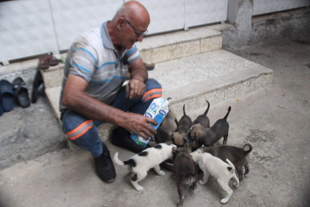 Hatay'da kangal doğum yaptı! Kaç tane yavru doğurduğunu tahmin bile edemezsiniz - Resim: 0