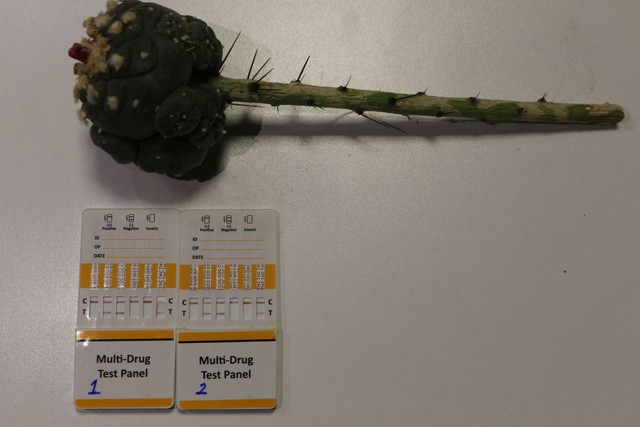 Esendere Gümrük Kapısı'nda halüsinasyona neden olan 'peyote kaktüsü' ele geçirildi - Resim: 1