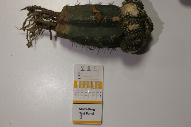 Esendere Gümrük Kapısı'nda halüsinasyona neden olan 'peyote kaktüsü' ele geçirildi - Resim: 2