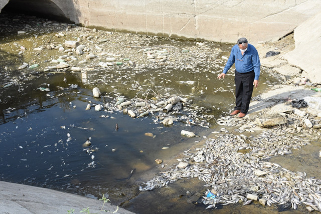 Aydın’da sulama kanalındaki toplu balık ölümlerine ilişkin inceleme - Resim: 0