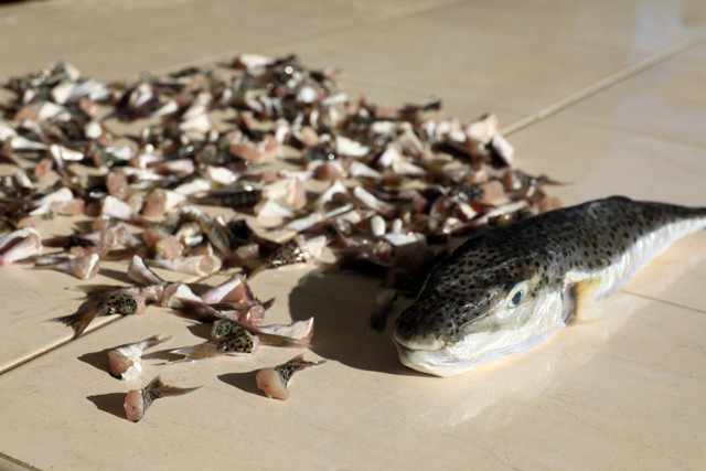 Antalya'da teslimat başladı! Bir saatte 1100 balon balığı kuyruğu getirildi - Resim: 1