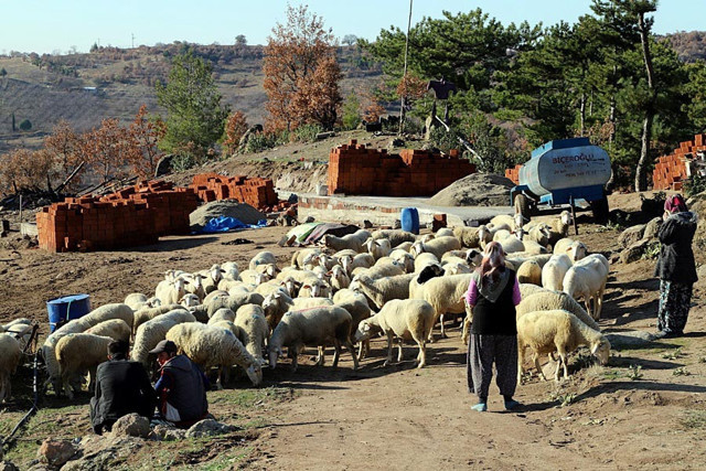 Bakan Pakdemirli koyunları telef olan aileyi sevindirdi - Resim: 0