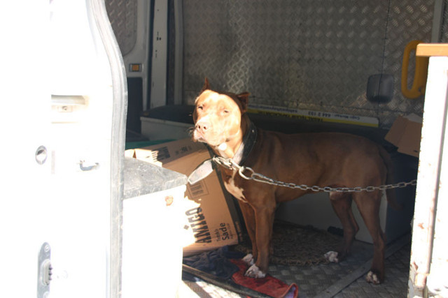 Mersin'de ahıra giren 2 pitbull  4 koyun ile 2 kuzuyu telef etti, 21 koyunu yaraladı - Resim: 0