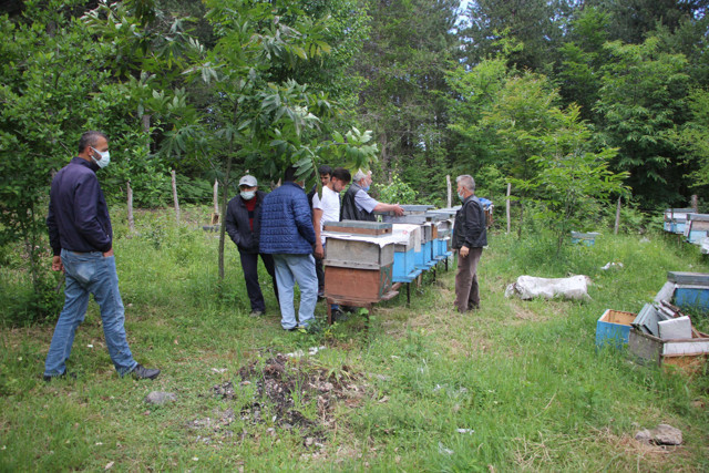 Kestane katili gal arısı Kastamonu'da da görüldü - Resim: 0