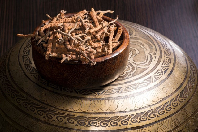 Dünyanın en değerli parazitinin kilosu 140 bin dolar - Resim: 0