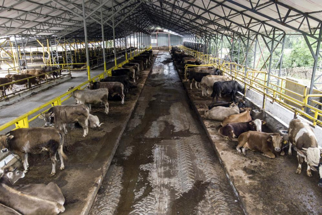 İstanbul’da kurban hareketliliği başladı: Ortalama kurban fiyatları ne kadar? - Resim: 0