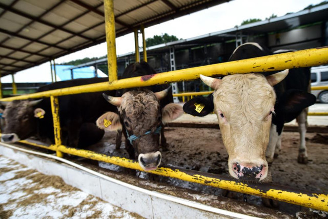 İstanbul’da kurban hareketliliği başladı: Ortalama kurban fiyatları ne kadar? - Resim: 1