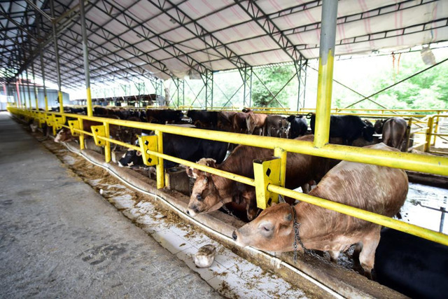 İstanbul’da kurban hareketliliği başladı: Ortalama kurban fiyatları ne kadar? - Resim: 2