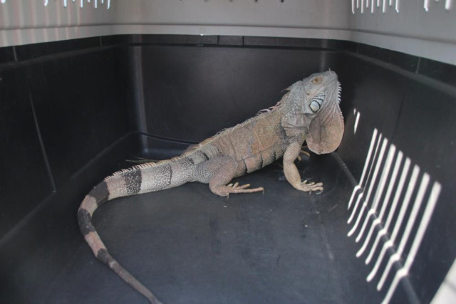 İguana alarmı! Uyanınca karşısında gördü şok oldu Bodrum'da ekipler harekete geçti - Resim: 0