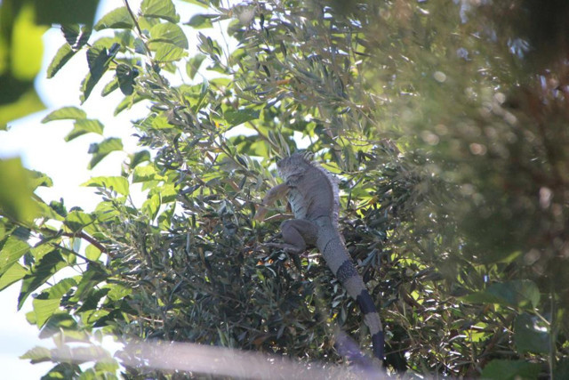 İguana alarmı! Uyanınca karşısında gördü şok oldu Bodrum'da ekipler harekete geçti - Resim: 1